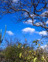 A importância da caatinga para o ecossistema mundial