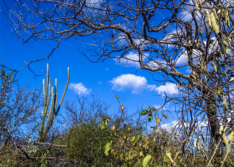 A importância da caatinga para o ecossistema mundial
