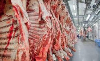 O estado do Mato Grosso atinge recorde histórico no volume de abate bovinos
