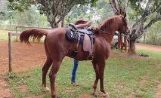 Orientações de como se deve fazer a doma de um cavalo