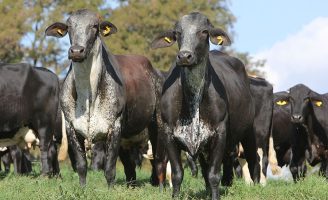 Exposição de animais em Carpina movimenta mata norte de Pernambuco