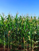 Uma homenagem para uma das culturas mais importantes da agricultura do Brasil