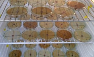 Praga do tomate pode ser combatida com resíduo da larva de inseto