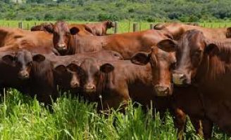 Importante evento da raça Santa Gertrudis acontece neste sábado em São Paulo