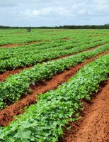 A produção de alimentos pode ser cada vez maior com um solo de qualidade