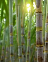 Os produtores de cana-de-açúcar podem ganhar mais usando biotecnologia na lavoura