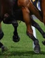 Começa a Semana do Cavalo, o maior evento equestre do Centro-oeste brasileiro