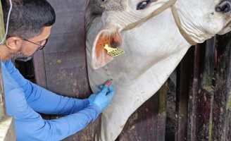 Pernambuco cumpre exigência para confirmar status de Livre de Febre Aftosa