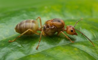 Cuidados para evitar os problemas gerados pelas formigas dentro de casa e nos jardins