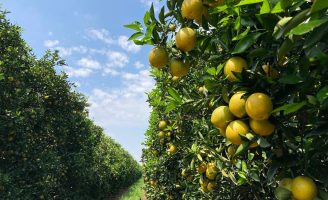 As plantações de laranja no cinturão citrícola brasileiro abrigam mais de 300 espécies da fauna silvestre