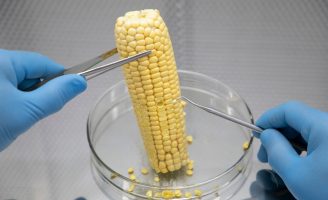 Produtores brasileiros comemoram o Dia Nacional do Milho