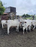 Começa hoje o novo cadastro para os rebanhos e as propriedades de Pernambuco