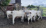 Começa hoje o novo cadastro para os rebanhos e as propriedades de Pernambuco