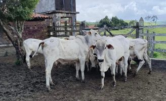 Começa hoje o novo cadastro para os rebanhos e as propriedades de Pernambuco
