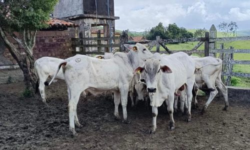 Começa hoje o novo cadastro para os rebanhos e as propriedades de Pernambuco