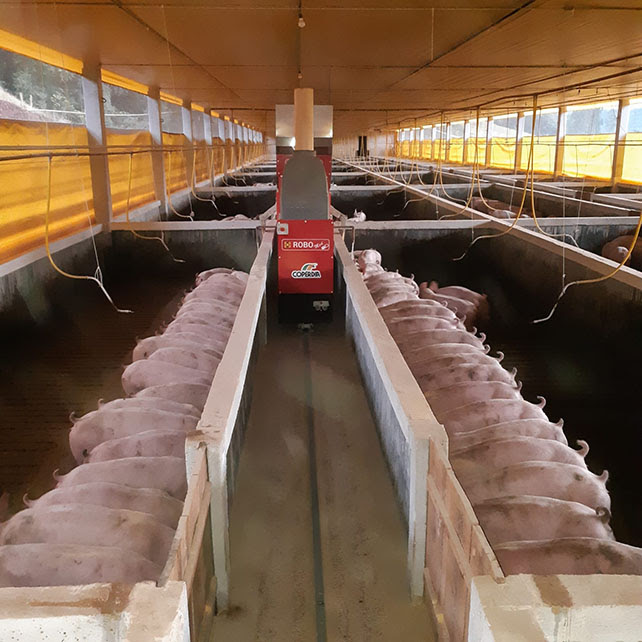 Automação na suinocultura brasileira apresenta um robô capaz de alimentar até 3 mil suínos