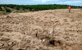 Hidrogel aumenta a sobrevivência de mudas de cajueiro após o plantio no campo