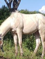 Paint Horse, o cavalo para todas as atividades no campo