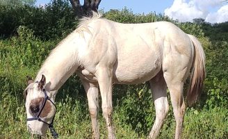 Paint Horse, o cavalo para todas as atividades no campo