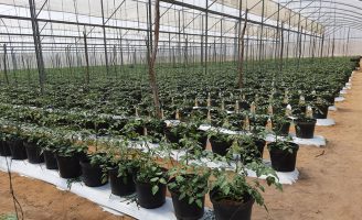 Tomate-cereja produz 33% a mais quando cultivado em substrato de casca de coco
