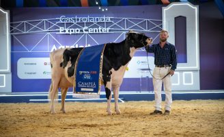 Atenção produtores: começam as inscrições das vacas leiteira que vão participar Agroleite 2024