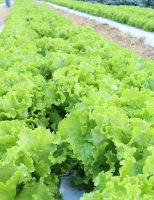 Sementes de alface adaptadas a altas temperaturas e mais rápidas no ponto de colheita