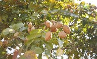 Castanha nativa do cerrado brasileiro é exportada para o Oriente Médio