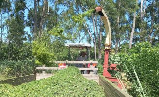 Colheita mecanizada da gliricídia garante rebrota da planta rica em produção de nitrogênio
