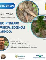 Hoje tem treinamento on-line para aperfeiçoar o manejo integrado de doenças da mandioca