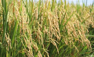 O cultivo de arroz no Estado de Tocantins