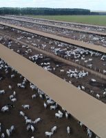 Um confinamento gigantesco bate recorde de lotação de bovinos e deve terminar o ano com 350 mil cabeças abatidas