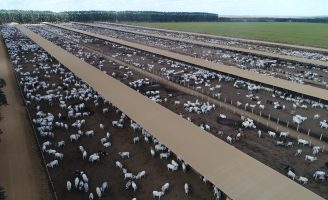 Um confinamento gigantesco bate recorde de lotação de bovinos e deve terminar o ano com 350 mil cabeças abatidas