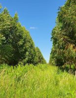 Solo do cerrado melhora a qualidade quando o produtor rural adota o sistema de Integração lavoura, Pecuária e Floresta