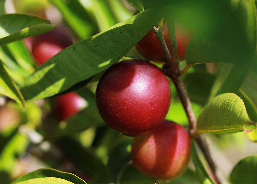 Um fruto da Amazônia pode enriquecer a farinha de mandioca