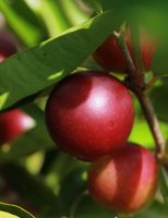 Um fruto da Amazônia pode enriquecer a farinha de mandioca