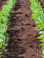 Cresce o mercado de inoculantes biológicos no Brasil