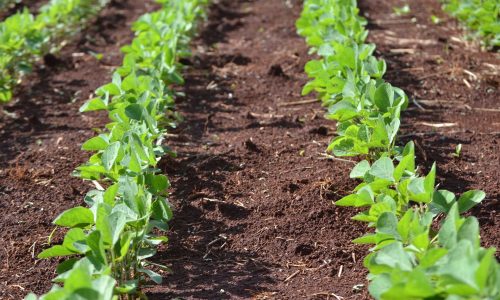 Cresce o mercado de inoculantes biológicos no Brasil