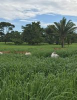 O pecuarista pode conseguir maior produção de carne do rebanho com boas práticas de manejo de pastagem