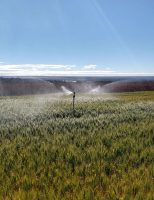 Manejo correto permite o produtor economizar até 35% na água de irrigação