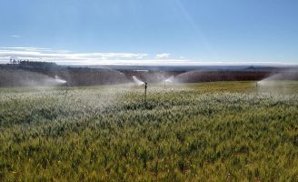 Manejo correto permite o produtor economizar até 35% na água de irrigação