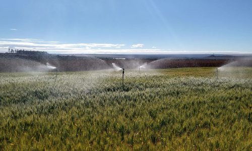 Manejo correto permite o produtor economizar até 35% na água de irrigação