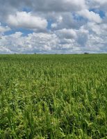 Vem crescendo o plantio e a produtividade dos plantios de arroz irrigado no estado do Tocantins