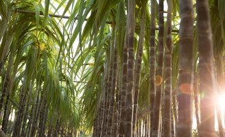 Um método de irrigação para a cana adaptado especialmente para a região do cerrado brasileiro