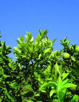 Nanotecnologia permite desenvolvimento de um inseticida sustentável