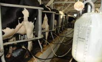 Especialista prevê crescimento na produção de leite no Brasil para o segundo semestre