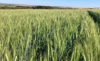 O Cerrado brasileiro começa a se destacar como produtor de trigo