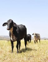A raça considerada um milagre da pecuária de leite brasileira