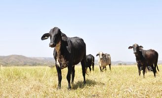 A raça considerada um milagre da pecuária de leite brasileira