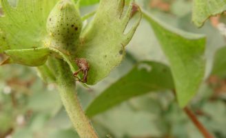 Plantações de algodão sofrem ataques de lagartas e avanço do bicudo