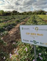 Semiárido de Pernambuco tem projeto de combate a fome usando a batata-doce